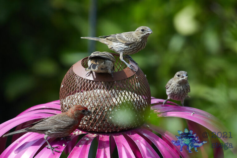 House Finches