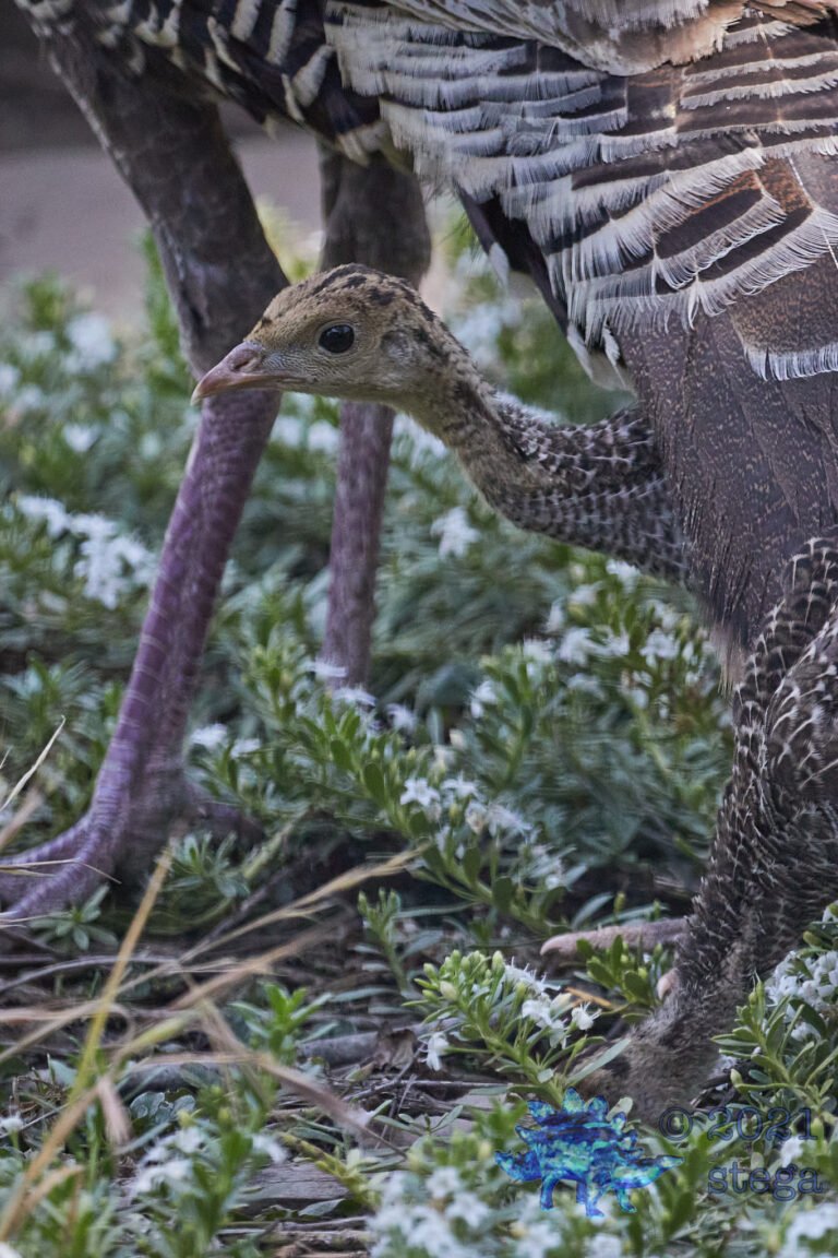 Young Turkey