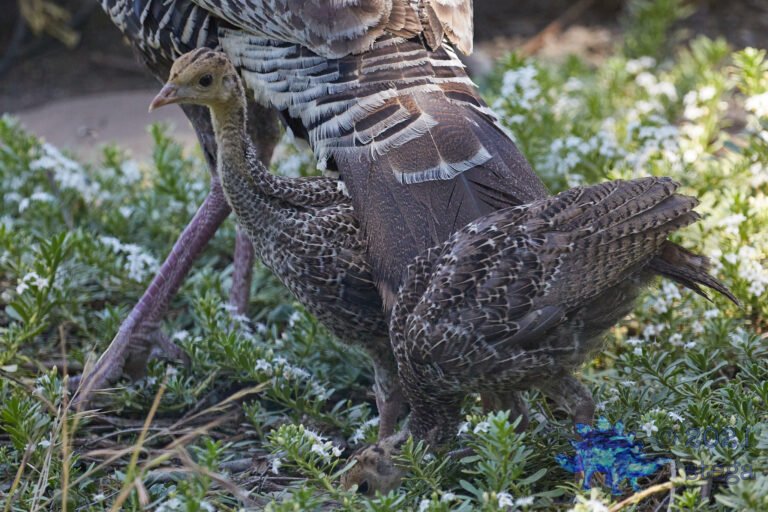 Young Turkey