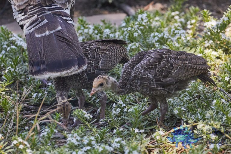 Wild Turkeys
