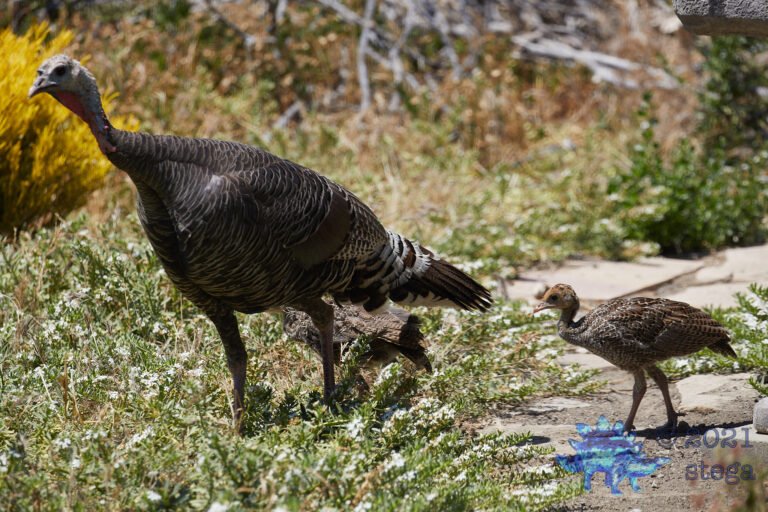 Wild Turkeys