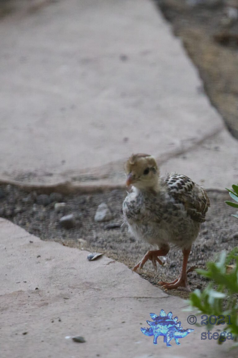 Fuzzy Baby Quail