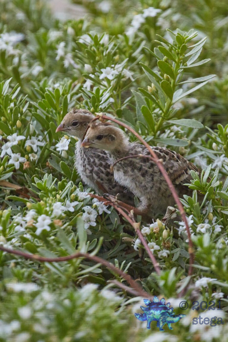 California Quail
