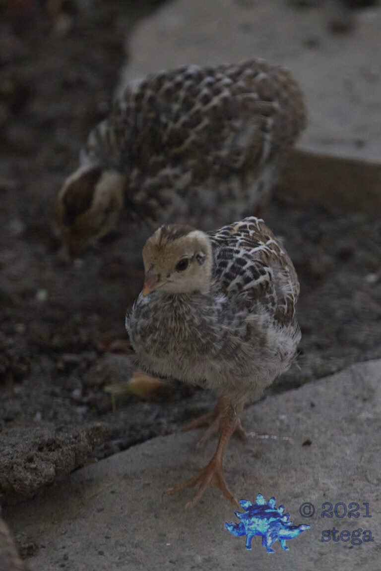 California Quail Chick