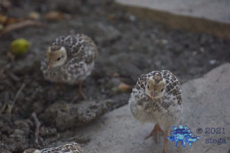 California Quail Chicks