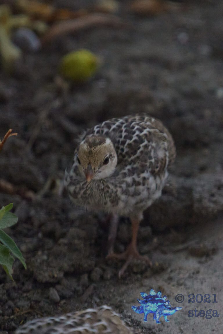 California Quail