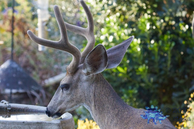 Mule Deer