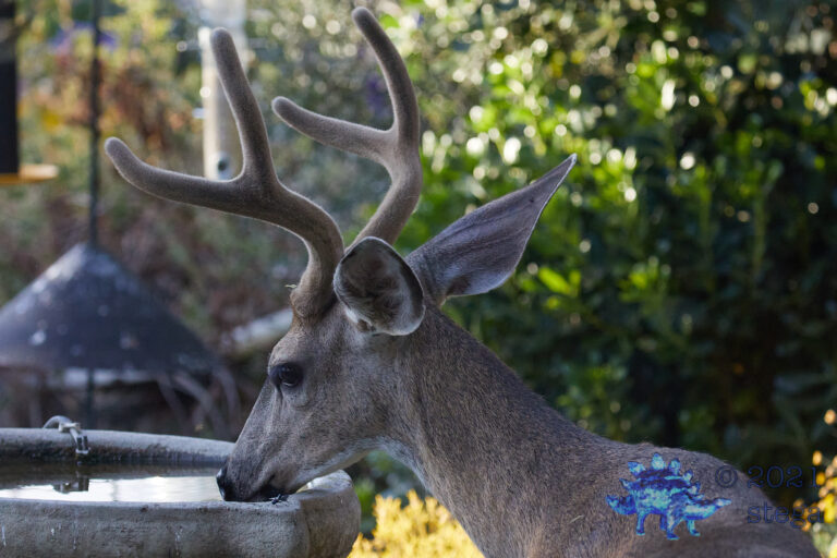 Mule Deer