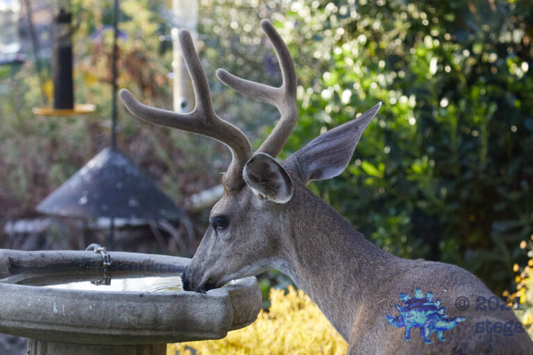 Mule Deer