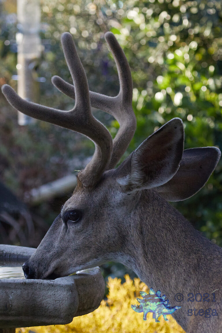 Mule Deer