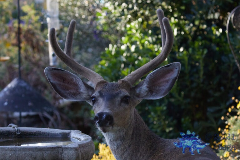 Mule Deer