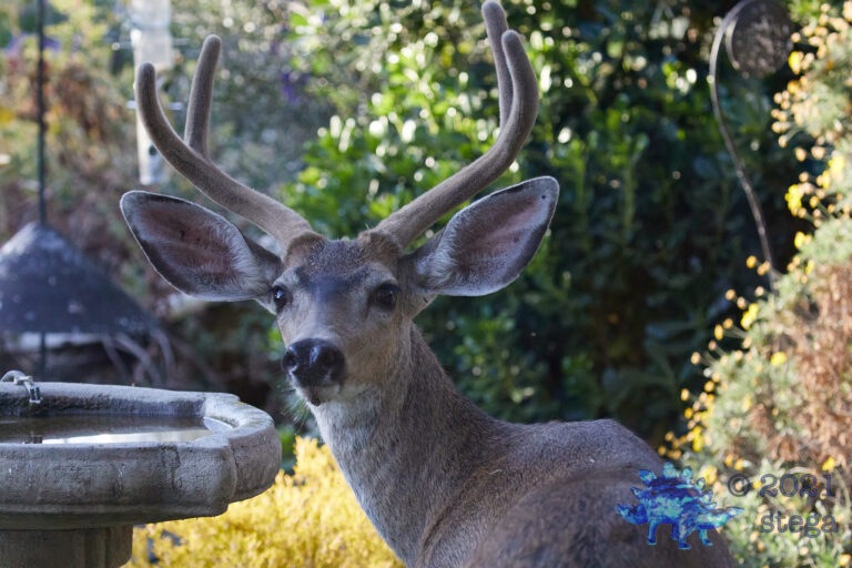 What Deer?
