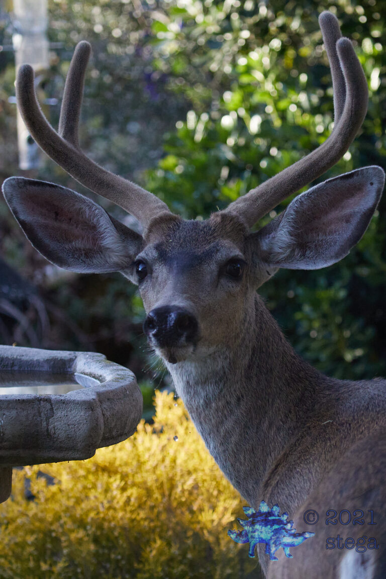 Mule Deer