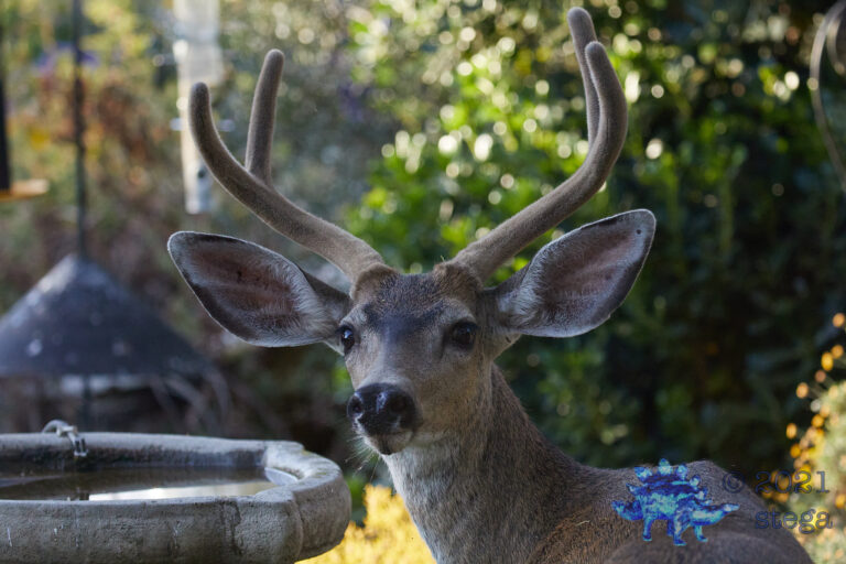 Mule Deer