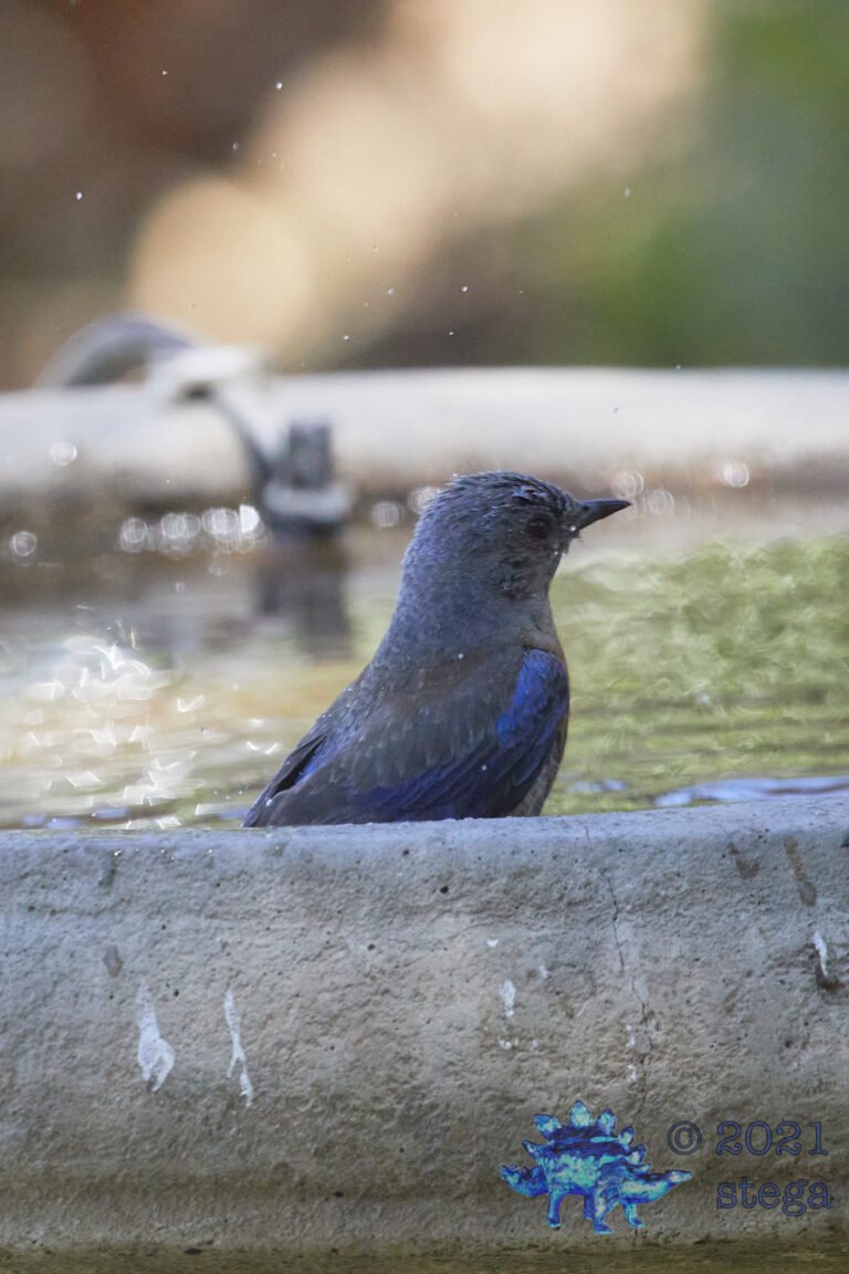 Western Bluebird