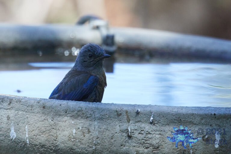 Western Bluebird