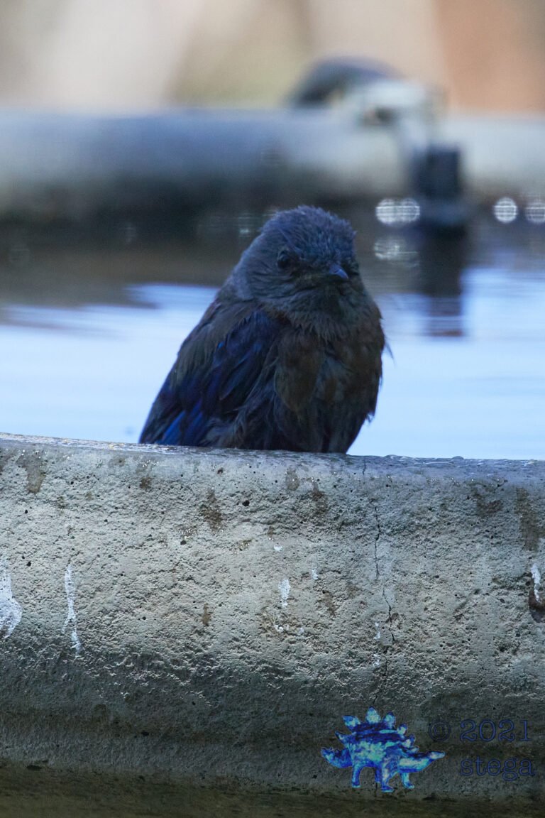 Western Bluebird