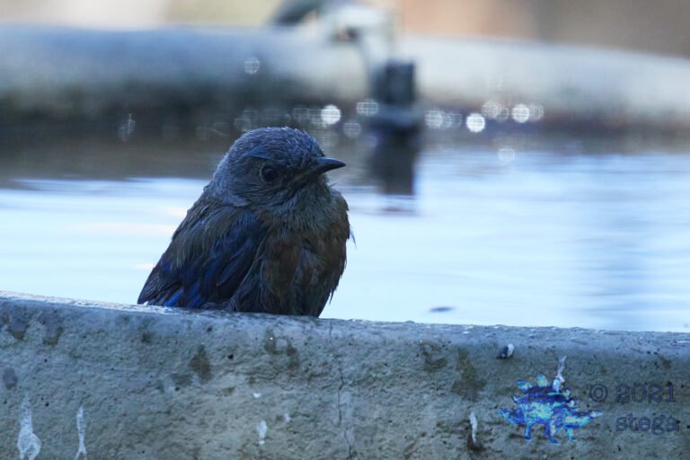 Western Bluebird