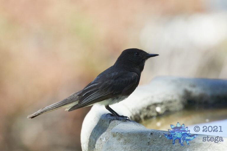 Black Phoebe