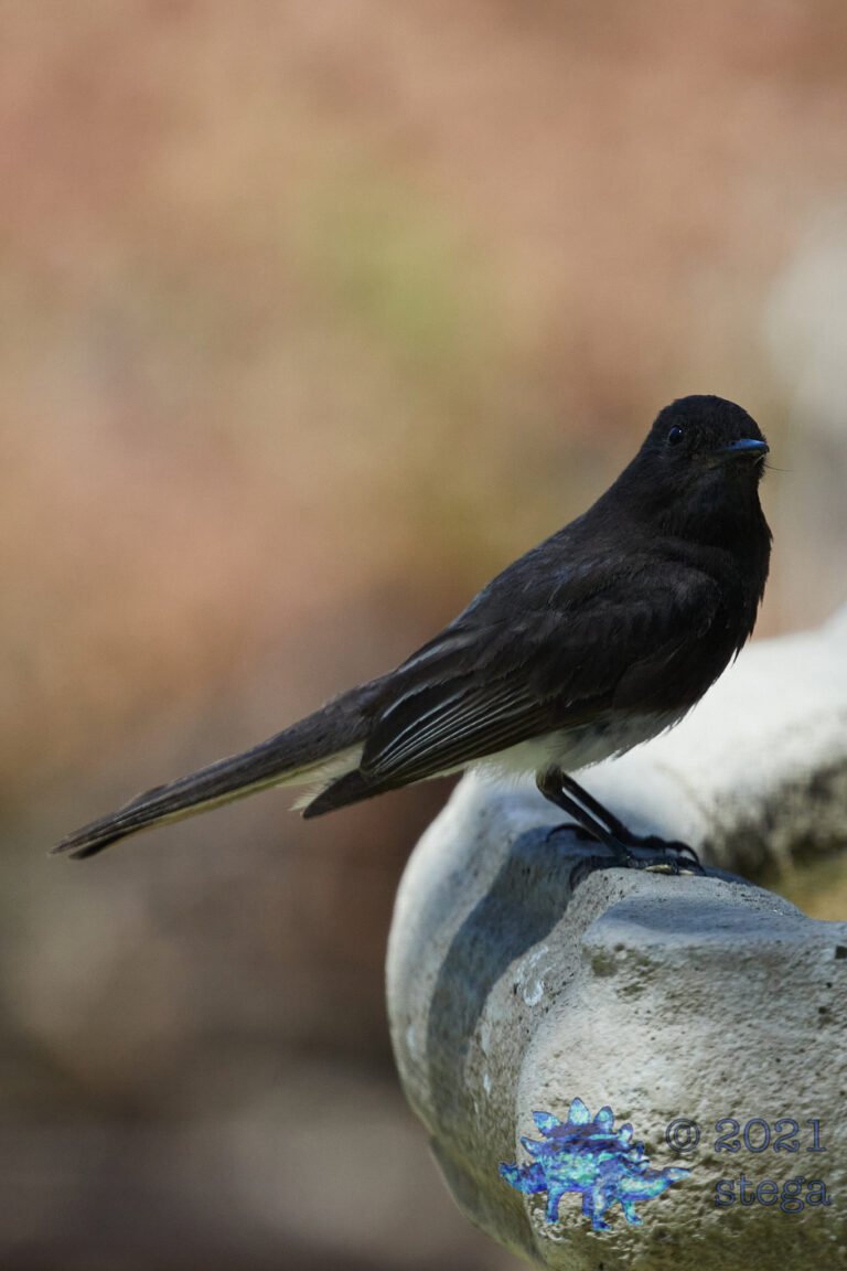 Black Phoebe