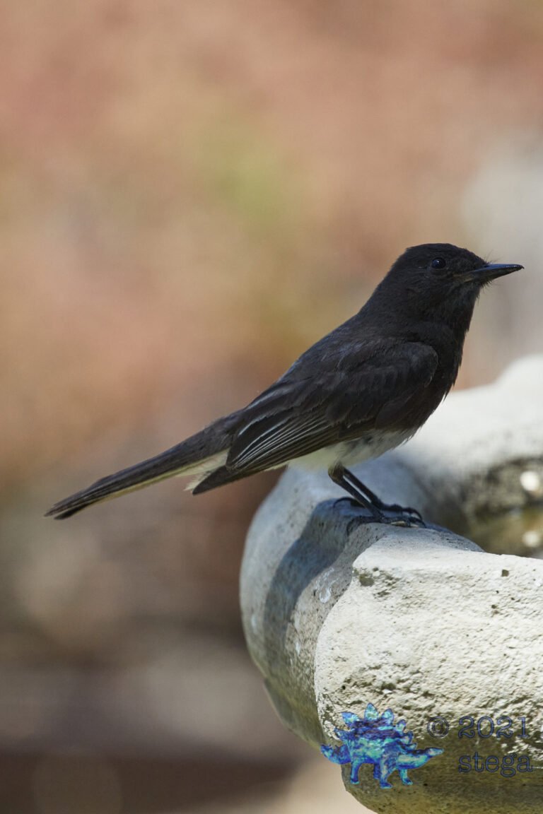 Black Phoebe