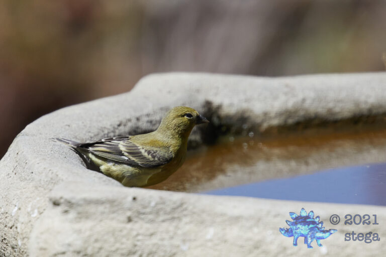 Squinty Finch