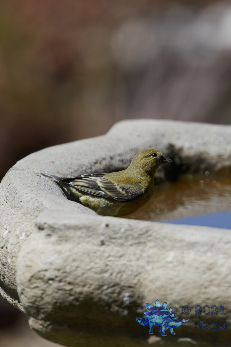 Lesser Goldfinch