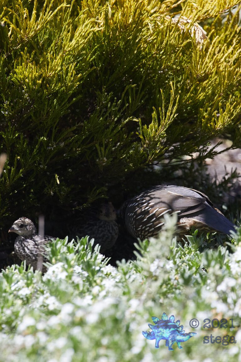 California Quail