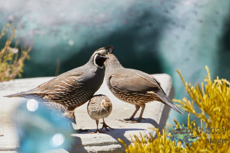 California Quail