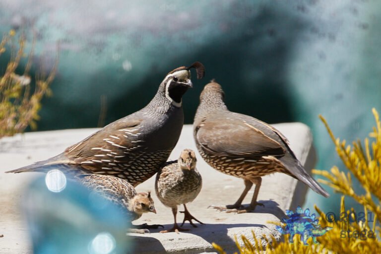 Californian Family