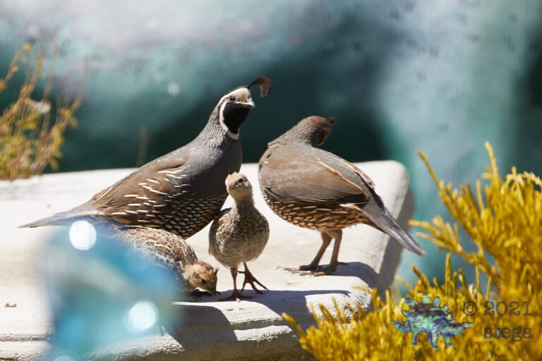 California Quail