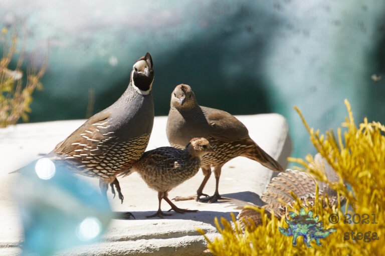 California Quail Family