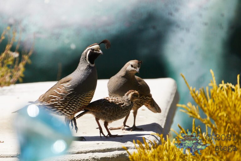 Quail Family