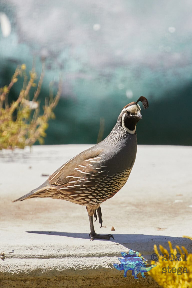 California Quail