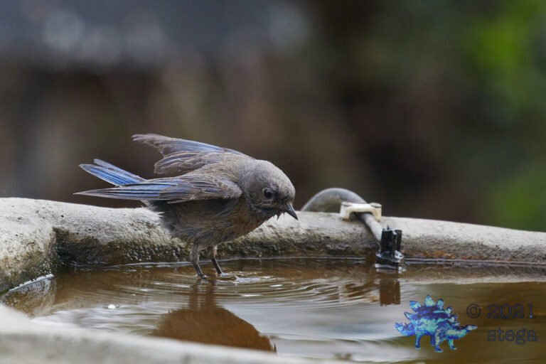 Western Bluebird
