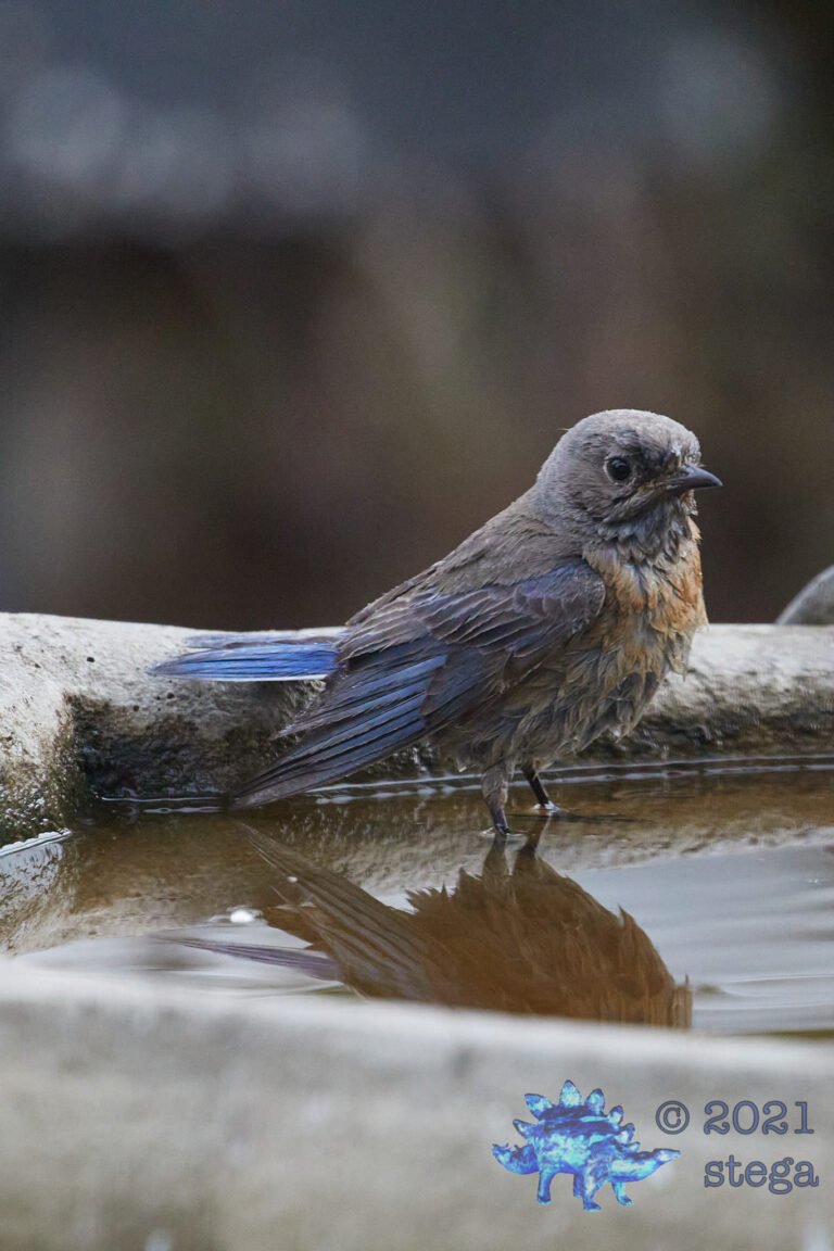 Western Bluebird