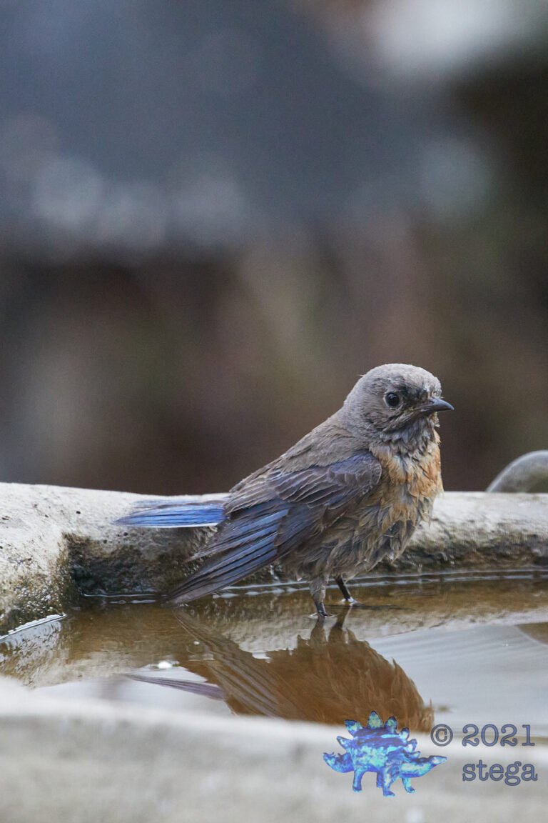 Western Bluebird