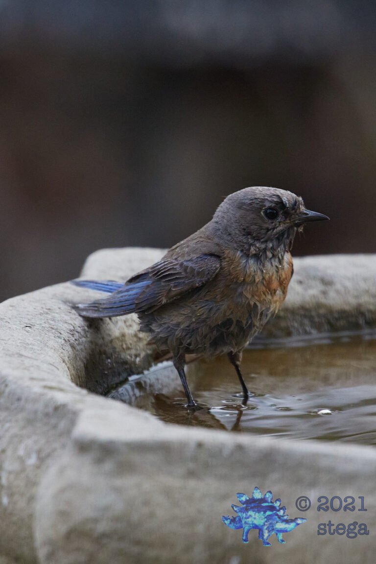 Western Bluebird