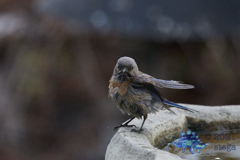 Western Bluebird
