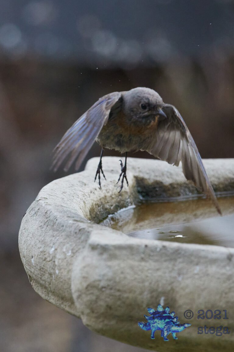 Fuzzy Western Bluebird