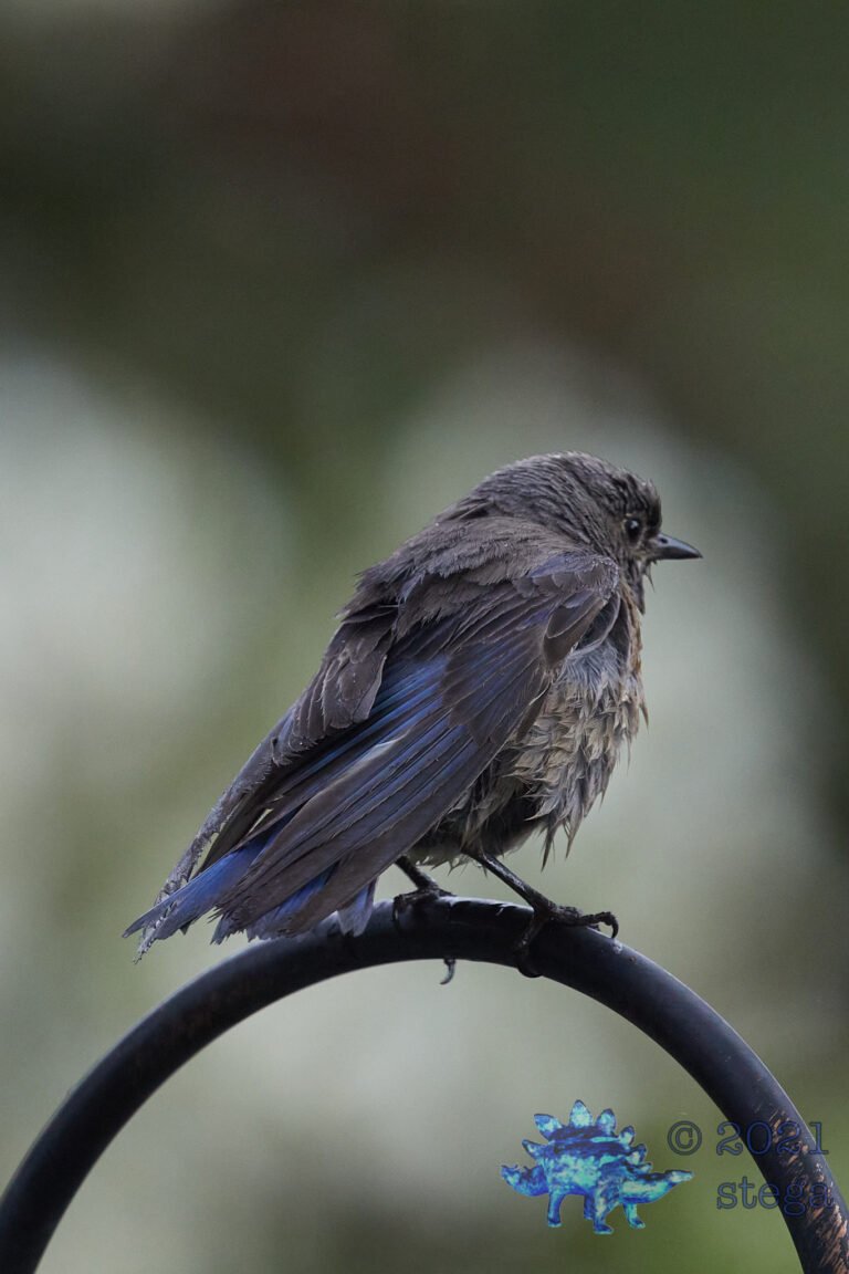 Western Bluebird