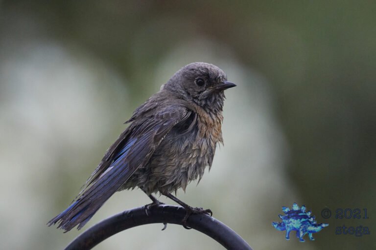 Wet Bluebird