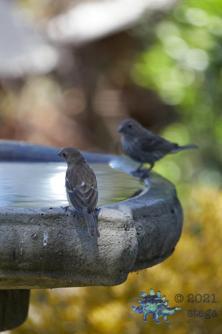 House Finch