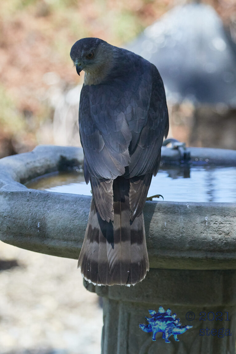 Cooper’s Hawk