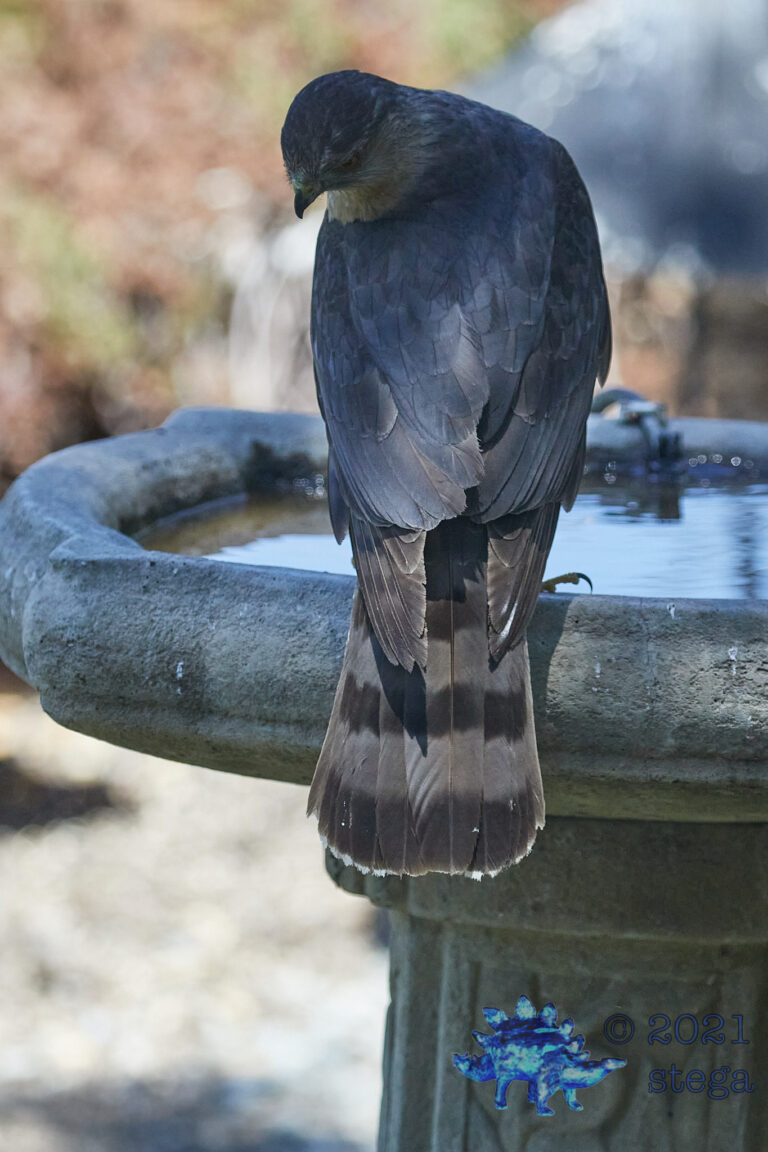 Cooper’s hawk