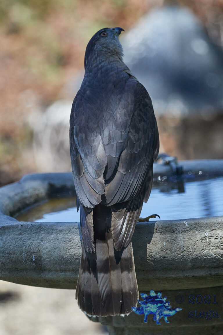 Cooper’s hawk