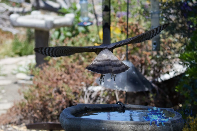 Cooper’s Hawk