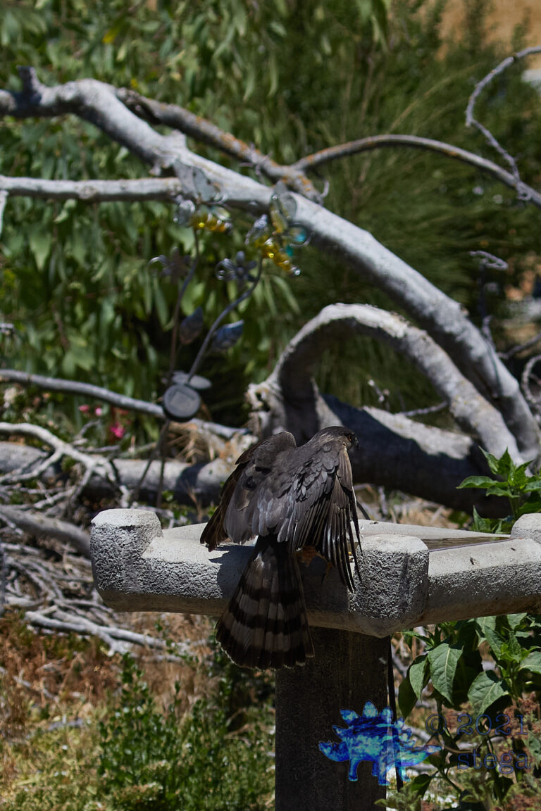 Cooper’s Hawk