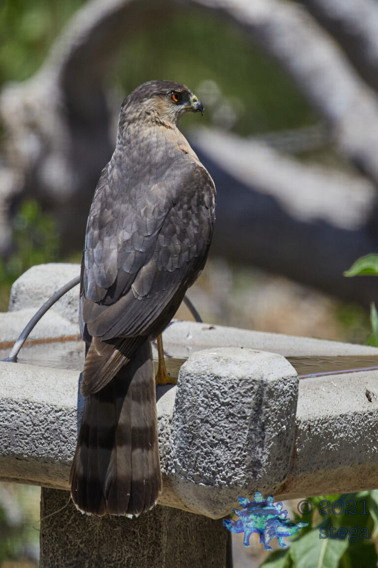 Cooper’s Hawk