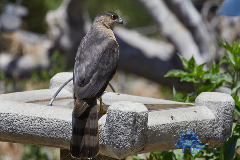 Hungry Hawk